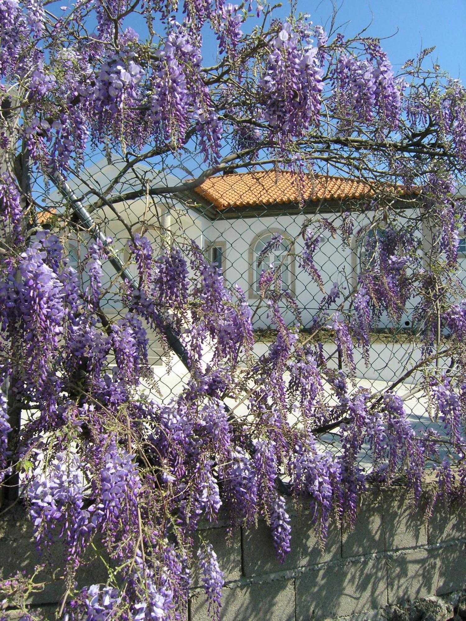 Casa De Alpajares - Guest House & Spa Freixo de Espada à Cinta Esterno foto